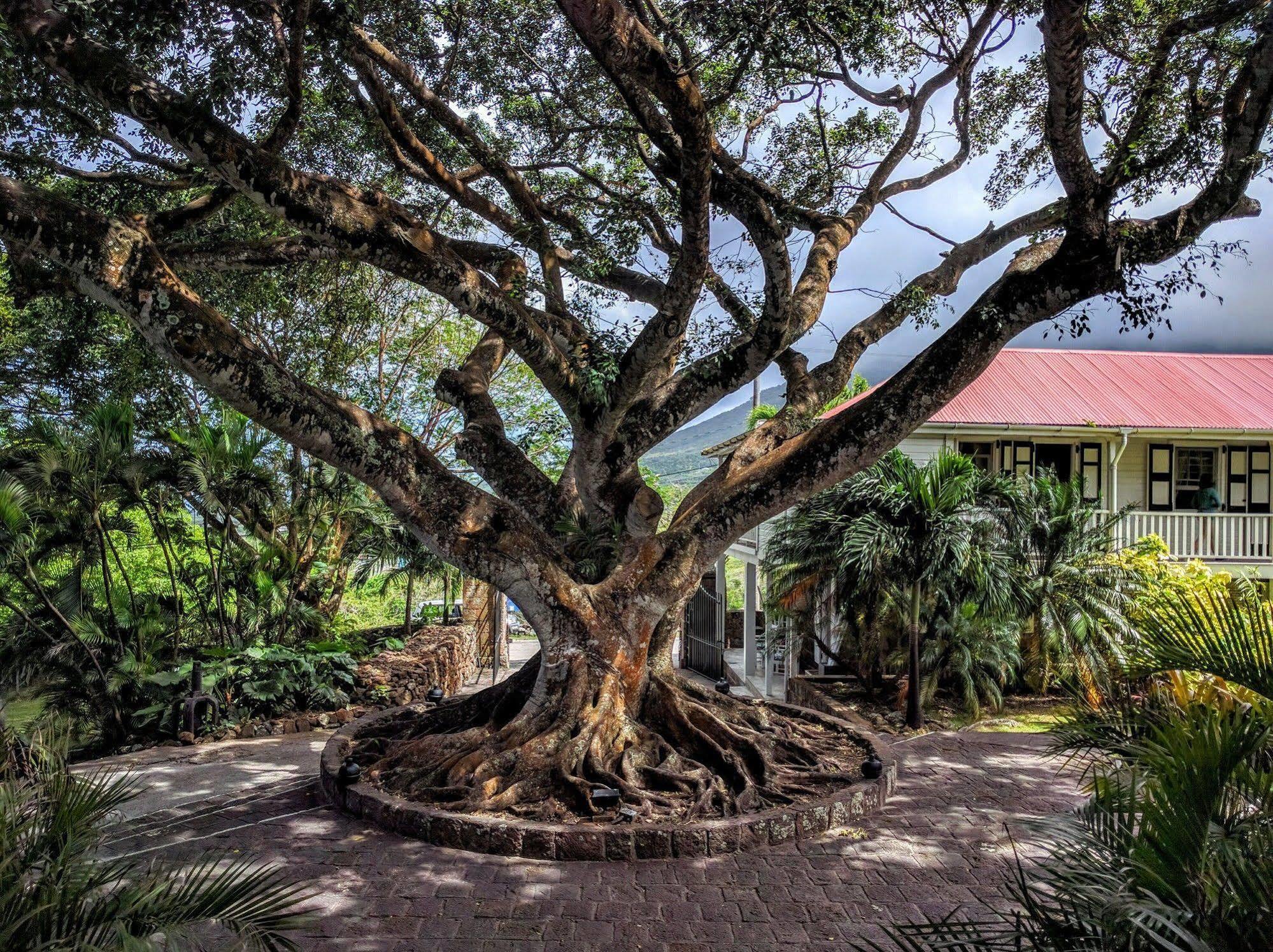 Montpelier Plantation & Beach Charlestown Kültér fotó